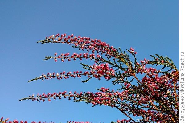 А вот сколько пыталась его посадить рядом с голубикой ничего не получилось, а так хотелось заполучить этого, хоть и дальнего, но родственника рододендрона