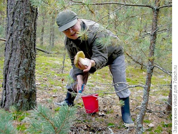и этого, кстати этот Боровик найден недалеко от Чигиринки в Кировском районе