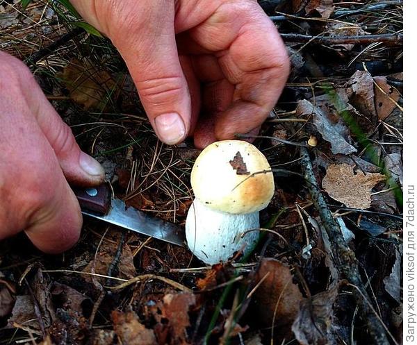 Муж так бережно и аккуратно срезает беленького
