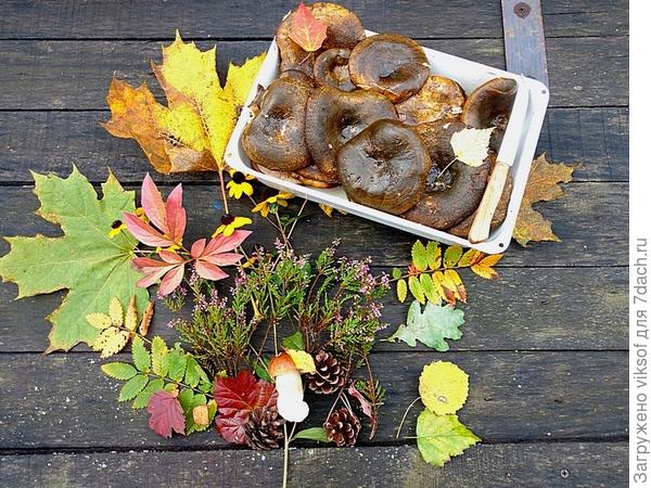 Груздей - наших верных друзей, всегда хоть понемногу, но собираем - и вкусные, и полезные, а зимой с картошечкой да под холодну водочку...