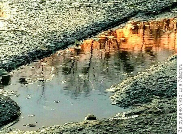 Кругом столько всего интересного, я вот сейчас с мужем вышла во двор, а там - выбоина,но какая красивая, полная осеннего золота