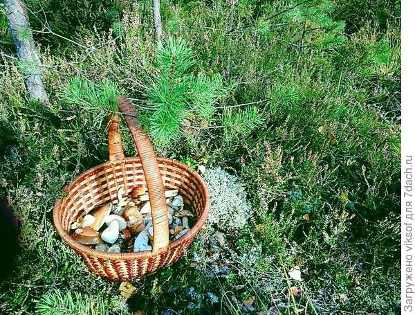 Было дело, что и я ходила с ведром, а потом купила не лукошко, но красивую корзиночку и сама радуюсь, и грибочки!