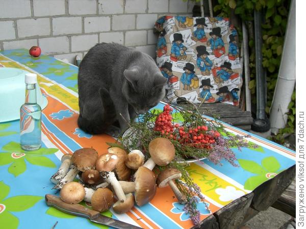 Мои двуногие и это едят - странные они какие-то, это же не курочка и даже не роял канин...