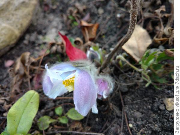 Радуемся каждому дню, у меня на даче вовсю прострел цветёт