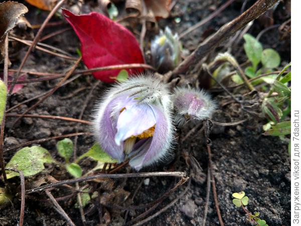 Правда, - это ЧУДО!!!