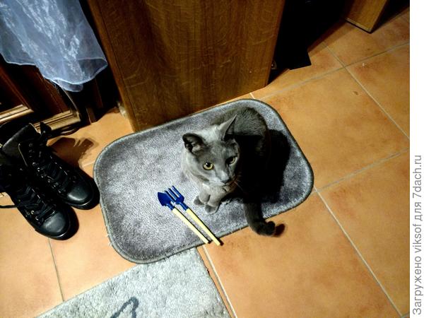 А Витас собрался на дачу поработать, ан нет, если и поедем, то только кошек покормить, а пока всем доброго утра!