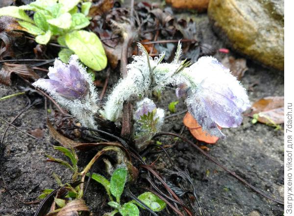 Мой прострел умылся капельками росы для тебя