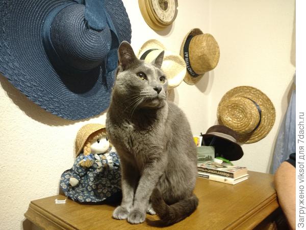 И Витас уже проснулся и шлёт тебе своё нежное мяуууук