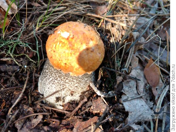 Ну, разве это не радость!?