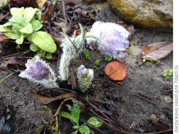 И фаворит Осени в моём саду прострел!