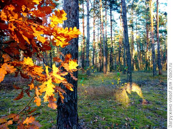 А в солнечном зайчике я шлю всем привет, только на мониторе увидела, как меня солнышко засветило!