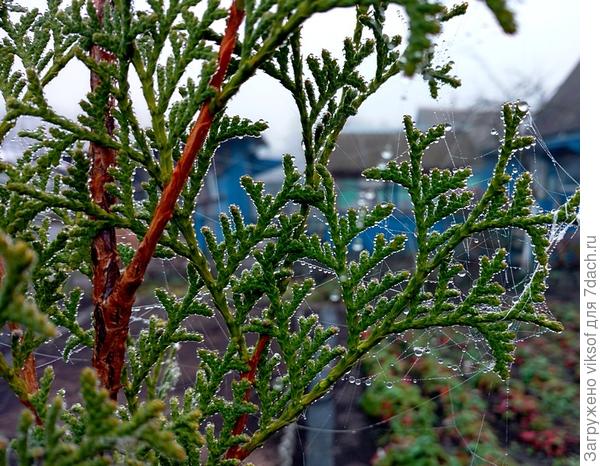 сегодня на даче - меня это устраивает