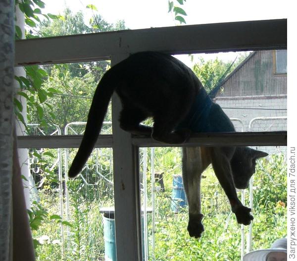 сетку на форточке рву и был таков,