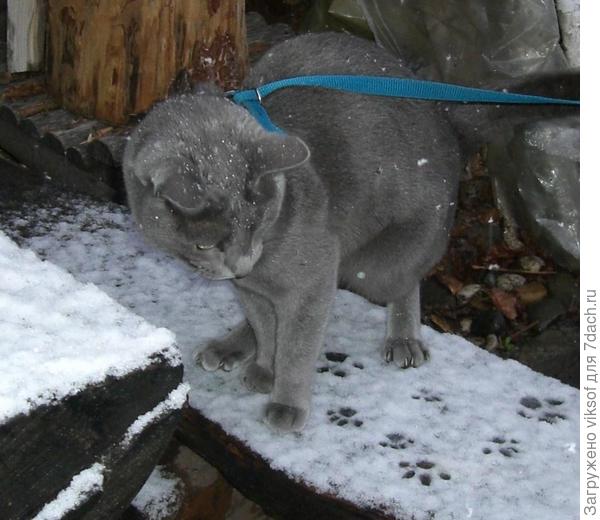 я снег ловил на даче, увидел с утра, а потом он растаял