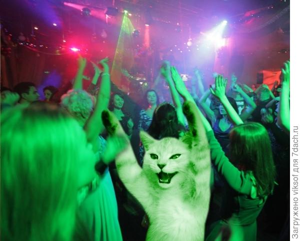 все на дискотеку, двуногие уже веселятся (фото из интернета)