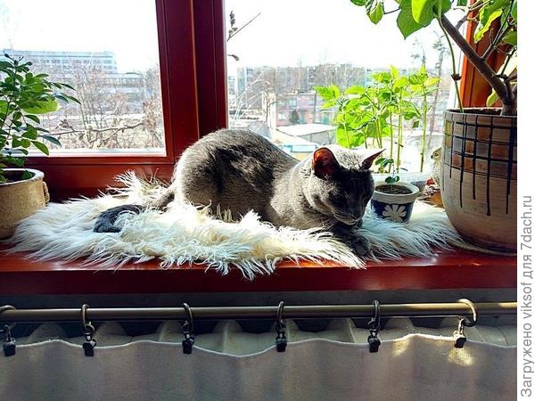 прыгай на подоконник, здесь тёпленько, отдохнёшь с дороги и на дискотеку, там и угощение будет!