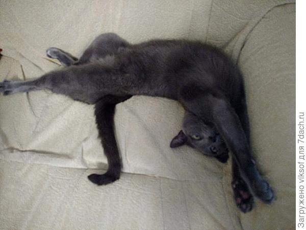 а однажды так закрутился, еле хвост свой нашёл