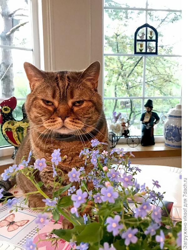 я ту про любоффф, а Федот уже с цветами у Вам -барин, что уж там.., учиться у него буду!