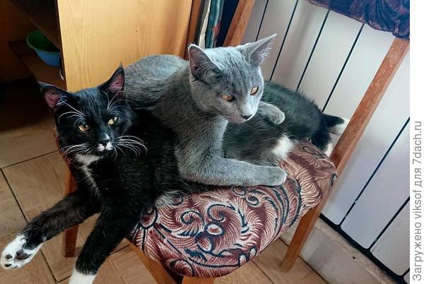 и сестричка заботится о Коше! Хорошо!