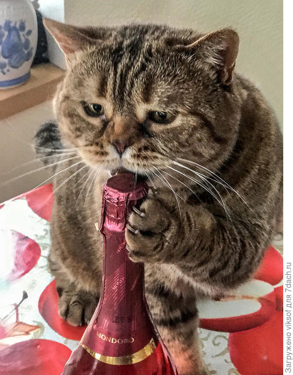 А перед началом совершеннолетним котам и кошечкам Федот шампанского нальёт!