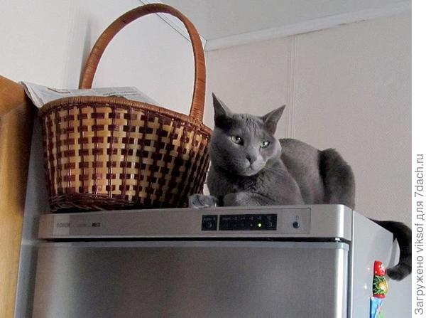 мы тут с Федотом сидели, ждали, когда МОЯ поляну накроет, но он ушёл восвояси в свою Тульскую губернию: его двуногие заскучали...