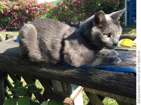 как же их не любить!!!