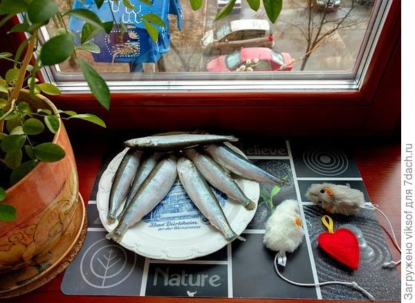 рыбка свежая, мышей мне дарют странных