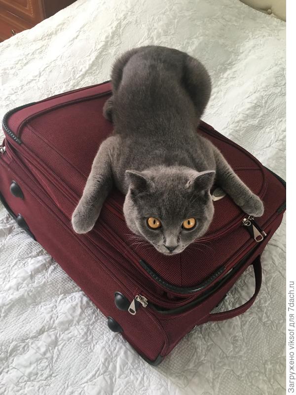 а вот где ты оставил свой чемоданчик?! Может и подарочки в нём лежат...