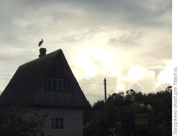 Прошлым летом на крыше домика напротив нашего несколько ночей провёл аист, в городе такого неувидишь