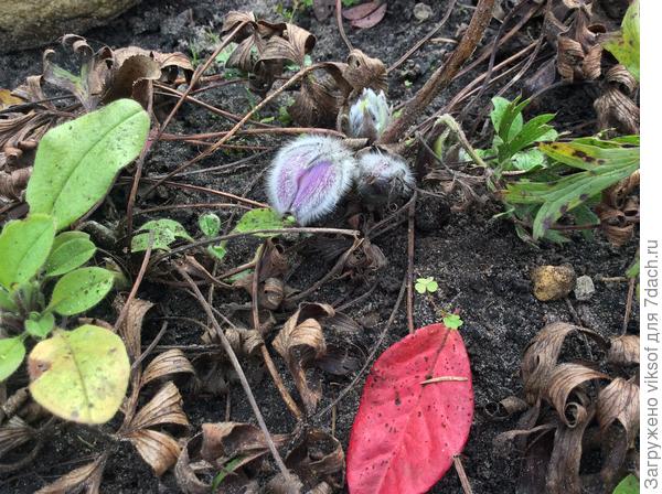 Наверное, только Вам я ещё не похвасталась чудом нынешней осени в моем саду: прострел проснулся и расцвёл!