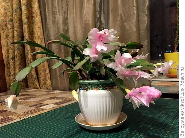 Вот такая нежность расцветает в декабре!