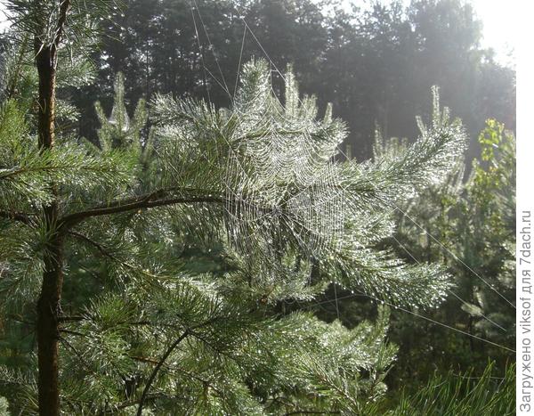 Паучок такую красоту творит