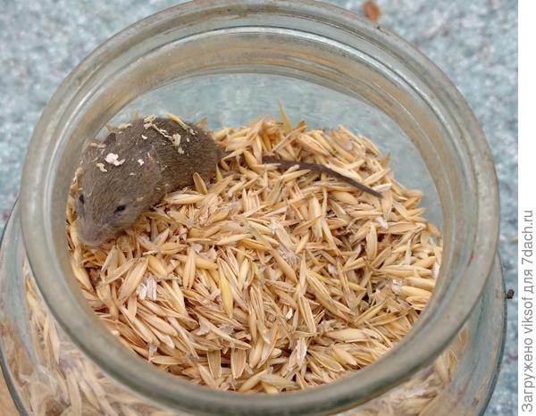 ... весь овёс перебрала, совсем ничего не боясь