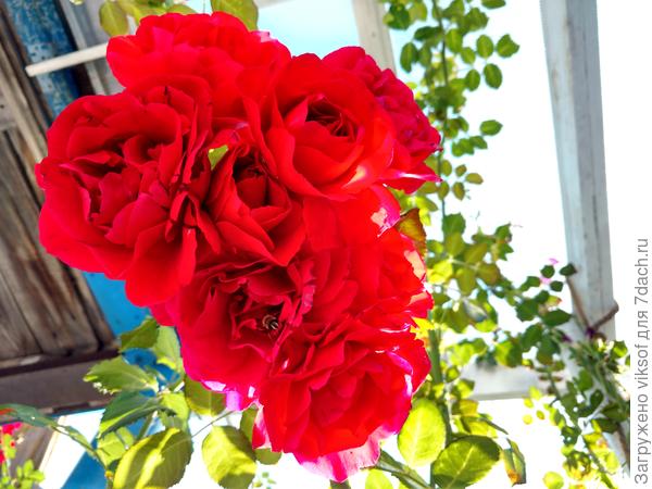 Всех своих красавиц укрою, как вы советовали - спасибо вам!!!