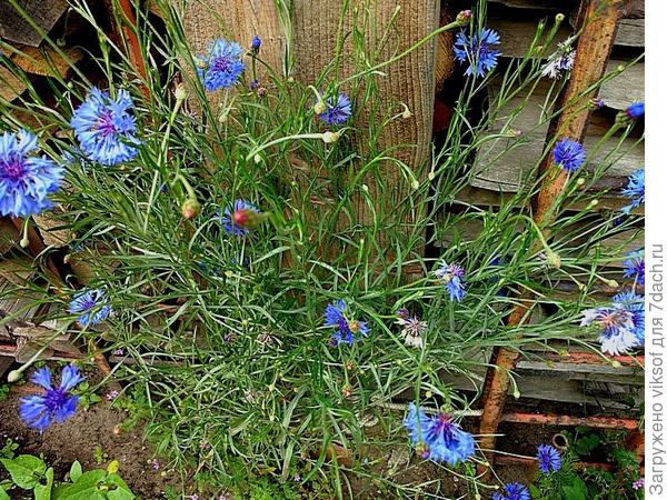 радуюсь василькам!