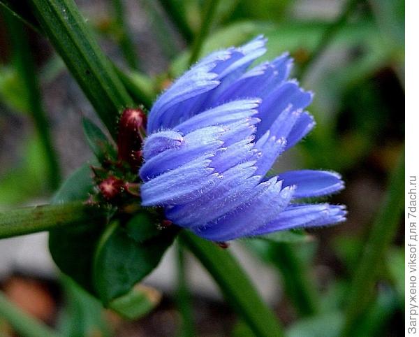 на даче я просыпаюсь с цикорием,