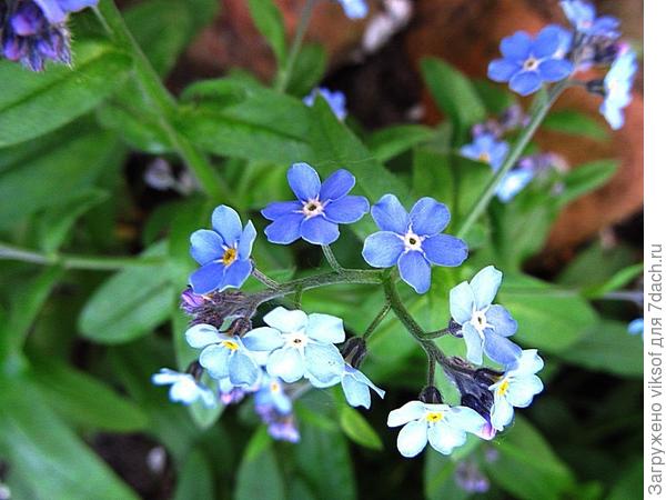 Разве не чудо!? Конечно, чудо!