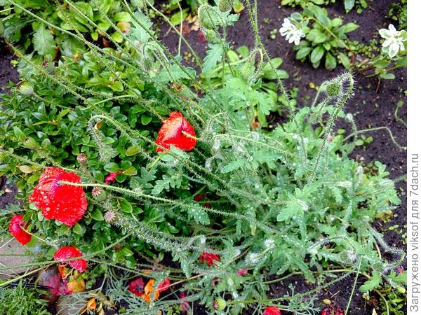 Эти маки растут у меня и когда я их фотографировала я слушала Вашу прекрасную песню - Маки в окрестностях Аржантея.., спасибо Вам!