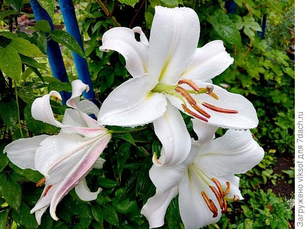 И мои любимые цветы победителям!