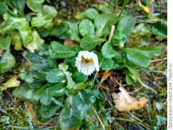 Вот такая кроха у нас на даче расцвела в декабре!