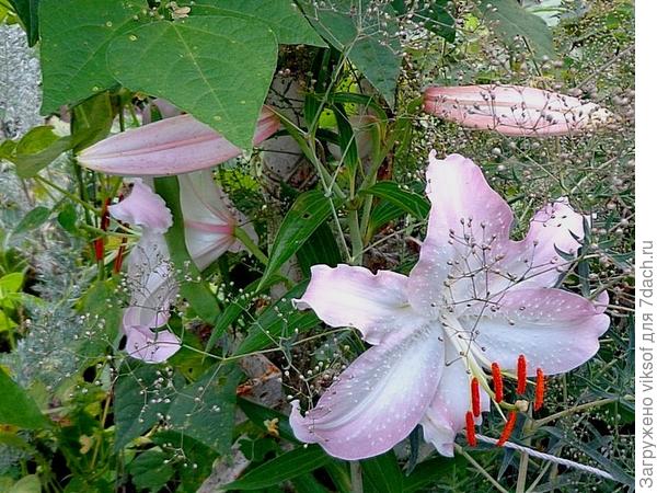 А это моя! Но не белоснежная.