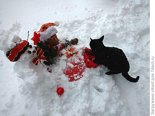 и дачные кошечки получают праздничное угощение