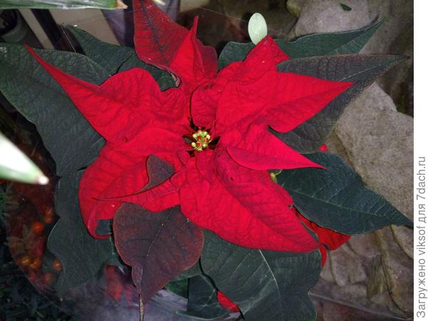 Счастливого Нового года!