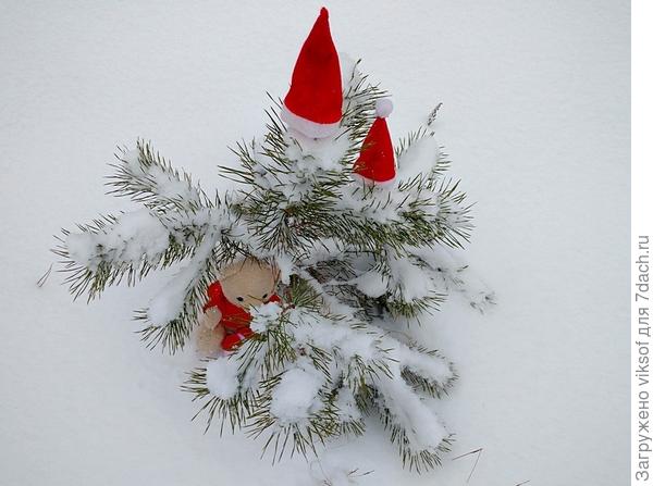 это привет от сосёнок - в прошлом году со снежком!