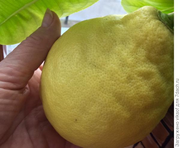 И рядышком почти готовый