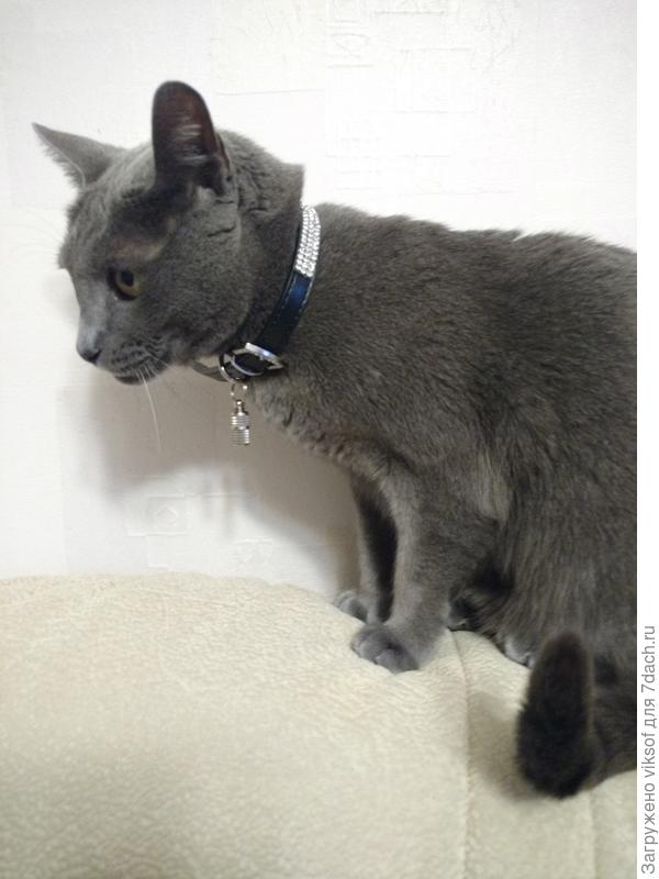 Витас самое дорогое украшение демонстрирует в 50 корат, готов идти тебе в гости, встречай нас!