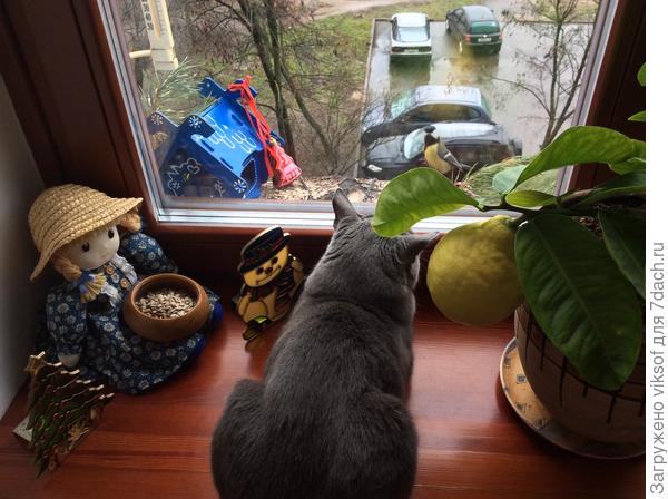 Витас с утра на службе