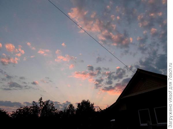 Лепестки роз - так назвала соседская девчушка эту фотографию