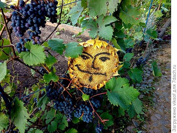 Был просто подсолнухом, стал маркизом.