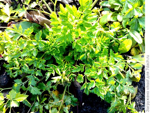 Петрушечка!